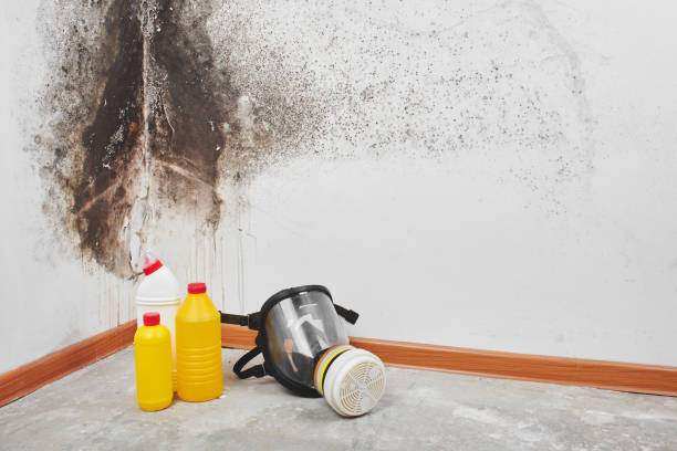 Home Mold Removal in Cumberland Head, NY