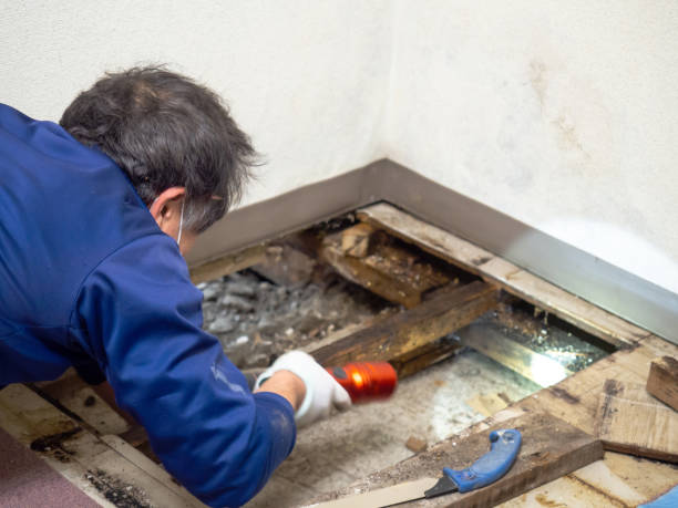 Best Office Mold Removal Services  in Cumberland Head, NY