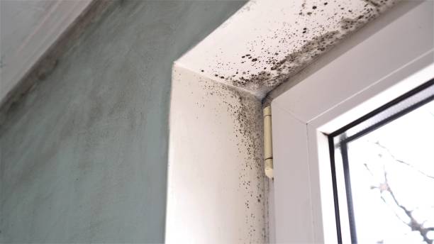 Best Same-Day Mold Removal  in Cumberland Head, NY