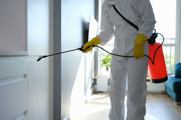 Office Mold Removal Services in Cumberland Head, NY