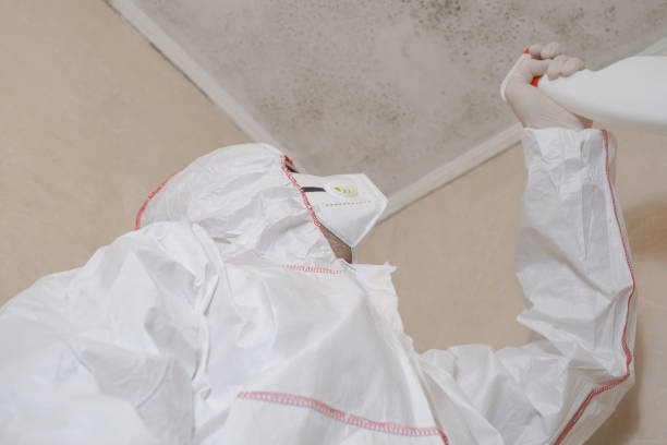 Best Toxic Mold Removal  in Cumberland Head, NY