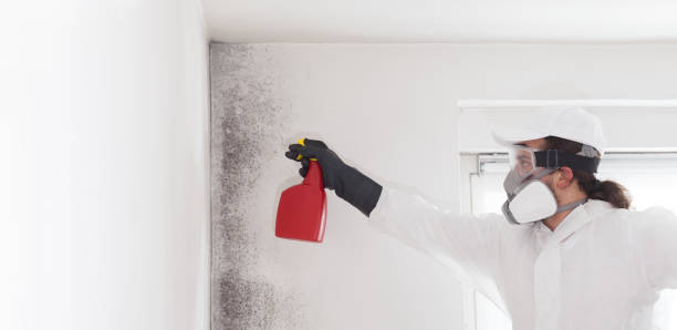 Best Mold Cleaning Services  in Cumberland Head, NY