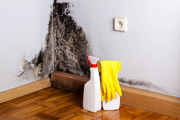 Best Mold Damage Repair  in Cumberland Head, NY